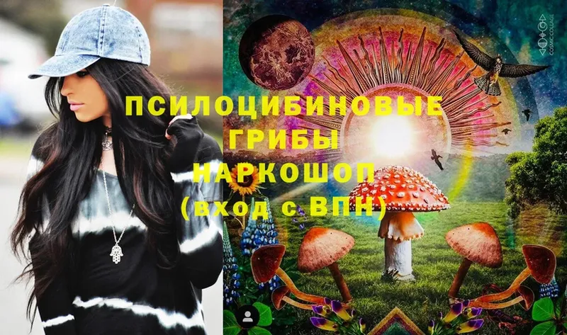 где найти   Енисейск  Псилоцибиновые грибы Cubensis 